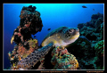   Green Sea Turtle Nikon D300 Tokina 1017 Fisheye 10-17 10 17  
